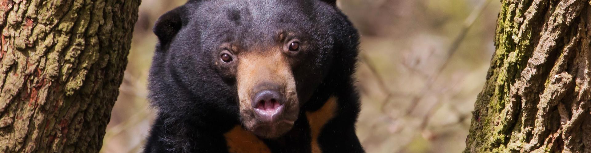 banner Dieren_maleise_beer