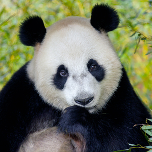 Vol Dierbare Ontmoetingen Ouwehands Dierenpark